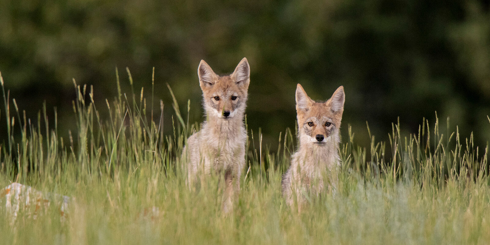 Wildlife in Jasper National Park - Credit: Simone Heinrich